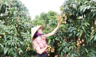 Vườn vải đẹp Bắc Ninh hút khách mùa quả chín